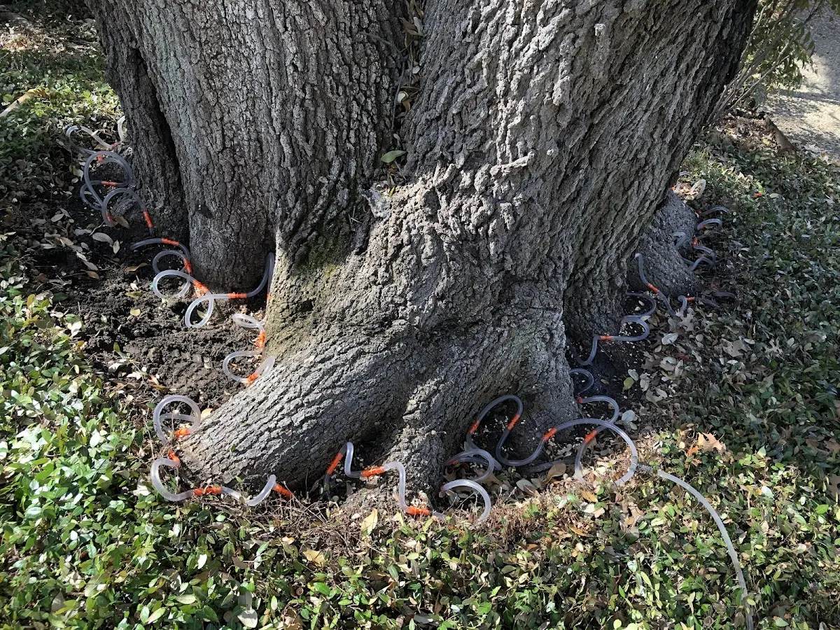 Detailed Tree Cabling and Bracing job site in Fort Eustis