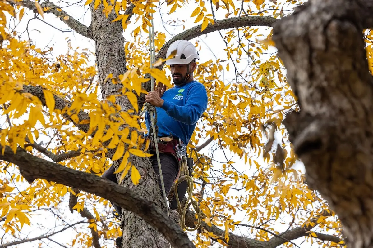 Skilled Tree Pruning crew working in Fort Eustis